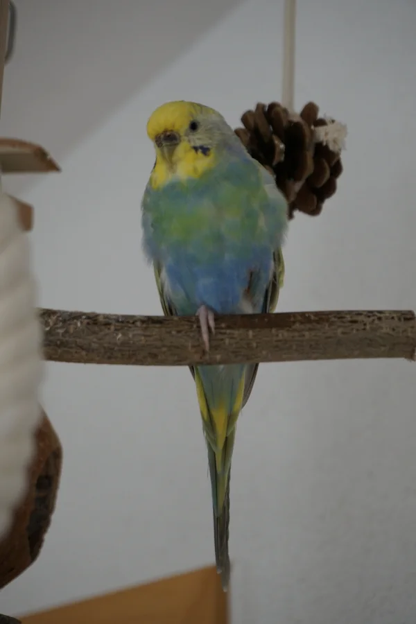 Wellensittich-Bild: unsere kleine Königin