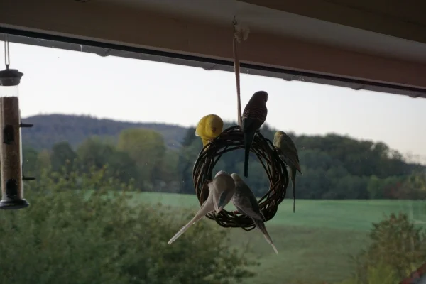 Wellensittich-Bild: Ja, Platz ist auf dem kleinsten Ring - wenn man will :-)