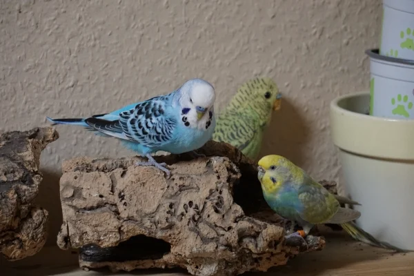 Wellensittich-Bild: Zwei echte und ein unechter Wellensittich :-) Hat ein bisschen was von einem Suchbild