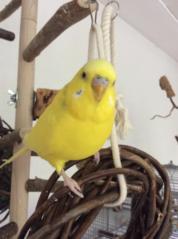 Wellensittich-Bild: Neues Profilbild Tweety