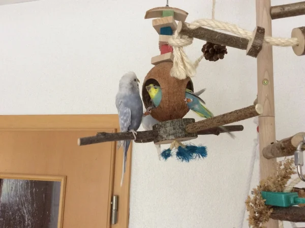 Wellensittich-Bild: Da waren sich Tala und Luna nicht so ganz einig wer jetzt in die Nuss darf. Hinter der Nuss sieht man Justus sitzen. Der war klug und hat sich rausgehalten :-)