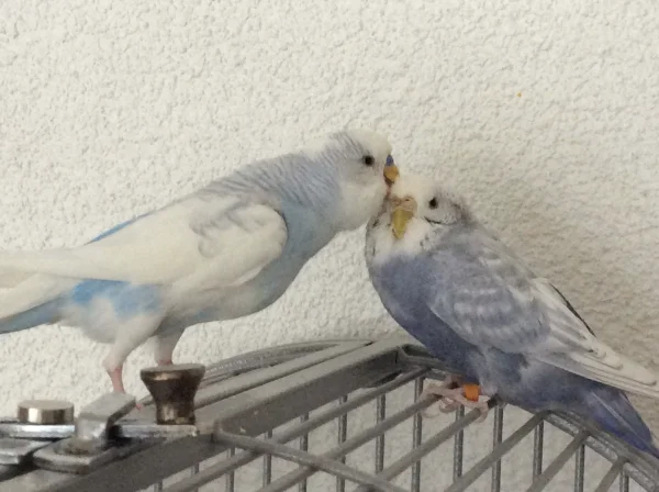 Wellensittich-Bild: Einfach nur schön :-)