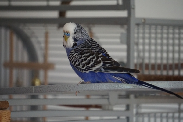 Blu