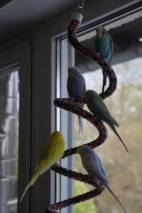 Wellensittich-Bild: alle zusammen auf der Spirale am Fenster