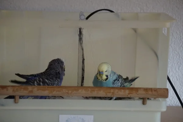 Wellensittich-Bild: Beim letzten mal noch sehr skeptisch, hatten Blu und Bob heute viel Spaß beim Duschen