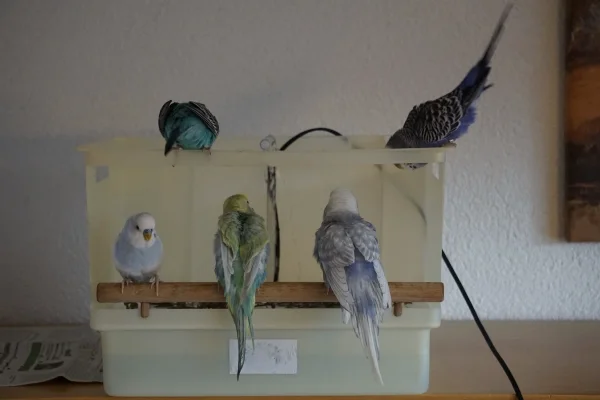 Wellensittich-Bild: Kaum ist die Wellidusche an, geht es los. Blu ist schon dabei, Bob wartete noch etwas, kam dann aber auch dazu.