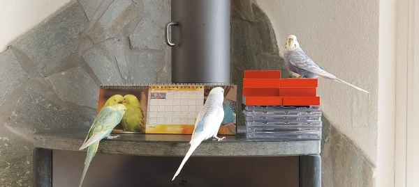 Wellensittich-Bild: Während Luna und Justus erstmal schauen, ob da bekannte Gesichter auf dem Kalender sind, wundert sich Tala wo sie da gelandet ist