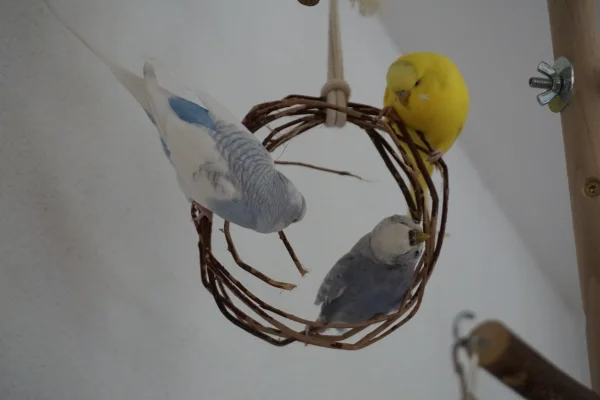 Wellensittich-Bild: Tweety und Justus schauen was Tala mit dem Rest der Weidenkugel macht