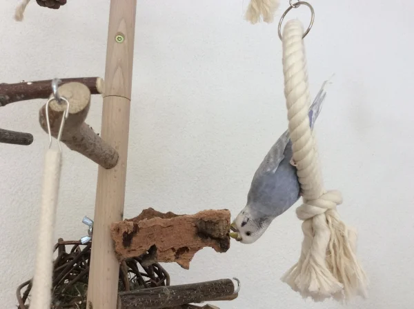 Wellensittich-Bild: Schreddern mal anders...