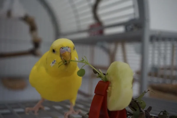 Wellensittich-Bild: Tweety bei seiner Lieblingsbeschäftigung