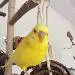 Tweety