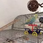 Luna fährt Auto