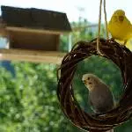 Tweety und Tala