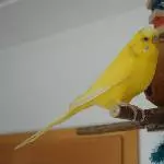 Tweety an der Kokosnuss