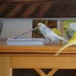 Freche Schlingel