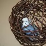 Tala im Weidenballkäfig