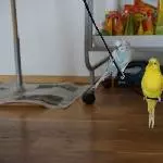 Die neue Wellischaukel