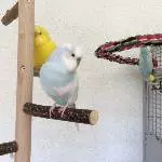 Tweety, Justus und Luna