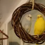 Tweety und Justus im Ring
