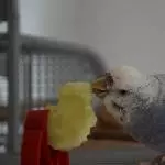 Tala schmeckt es