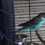 Bella in Quarantäne