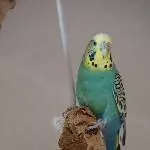 Profilbild von Mimi