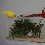 Die neue Vogeldusche