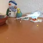 Schau mal
