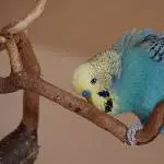 Bob in Aktion