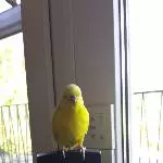 Tweety auf der Wetterstation