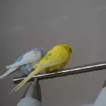 Justus, Tweety und Bella
