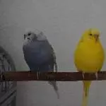 Tala, Tweety und Justus üben Symmetrie