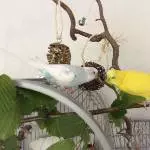 Justus und Tweety