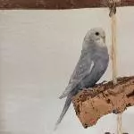 Das ist Tala