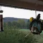 Alle fünf auf einem Ring