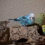Bubi mit Luna und Plüschwelli