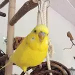 Profilbild Tweety