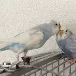 Justus und Tala