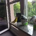 Tala im Golliwoog