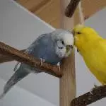Tala und Tweety