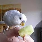 Justus und die Gurke