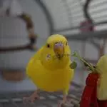 Tweety futtert