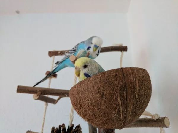Wellensittich-Bild: Mia liebt ihre Kokosschale und knabbert Grit. Rambo will spielen und ärgert die Dame 