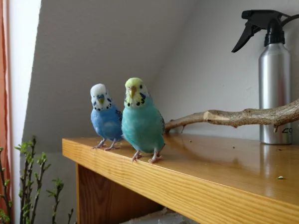 Wellensittich-Bild: auf dem Schrank