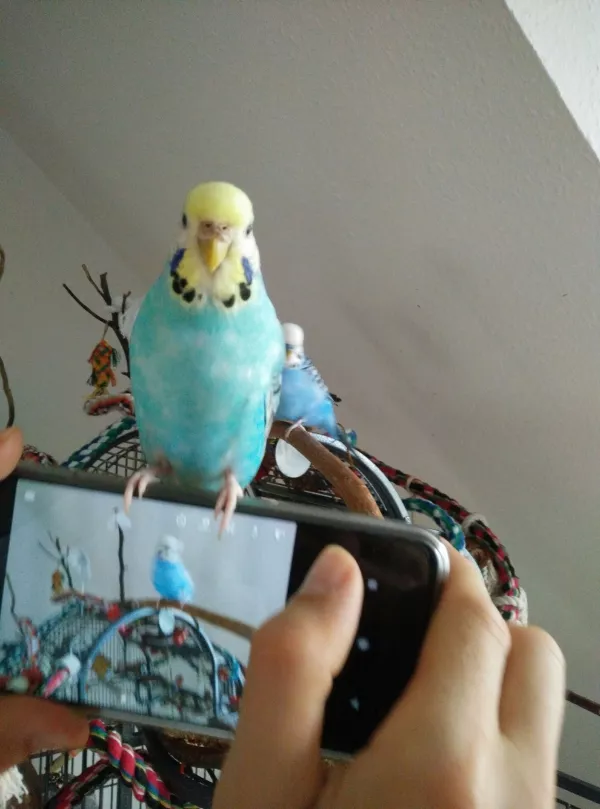 Wellensittich-Bild: Und zwitschert schön. Merkwürdigerweise macht sie ein Geräusch das wie ein Ui Ui Ui klingt. Sie ist die zahmste aus dem Schwarm und fliegt sogar auf den Finger 
