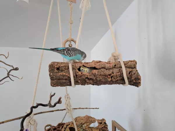 Wellensittich-Bild: Lucy baut mehr Fenster in die Korkröhre während Rambo von oben permanent hämmert. Die Korkröhren gehört den Damen und Männer müssen draussen spielen!