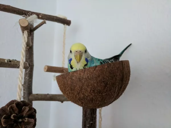 Wellensittich-Bild: Mia liebt ihre Kokosschale