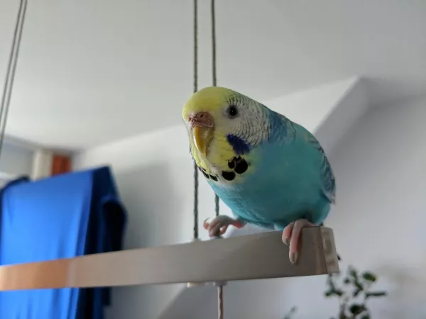 Wellensittich-Bild: Mia setzt sich auf die Esszimmerlampe.