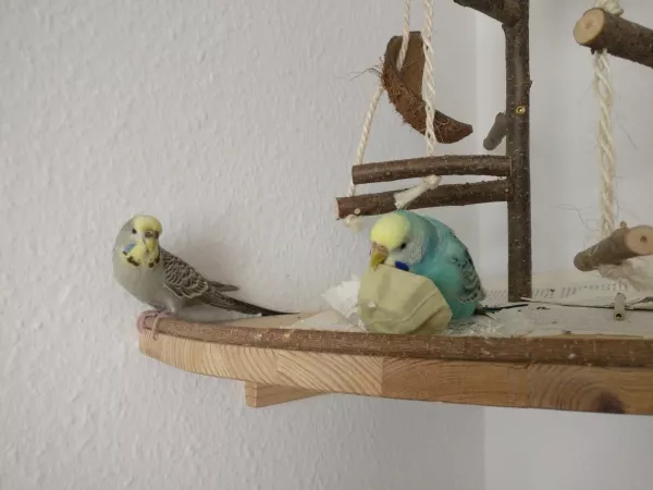 Wellensittich-Bild: Mia schmeisst Hütchen auf den Boden und freut sich