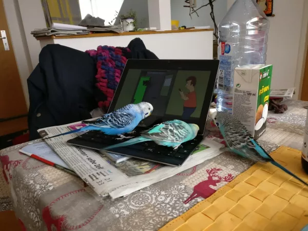 Wellensittich-Bild: Mia, Balu und Rambo übernehmen das Tablet